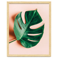 Monstera Shadow