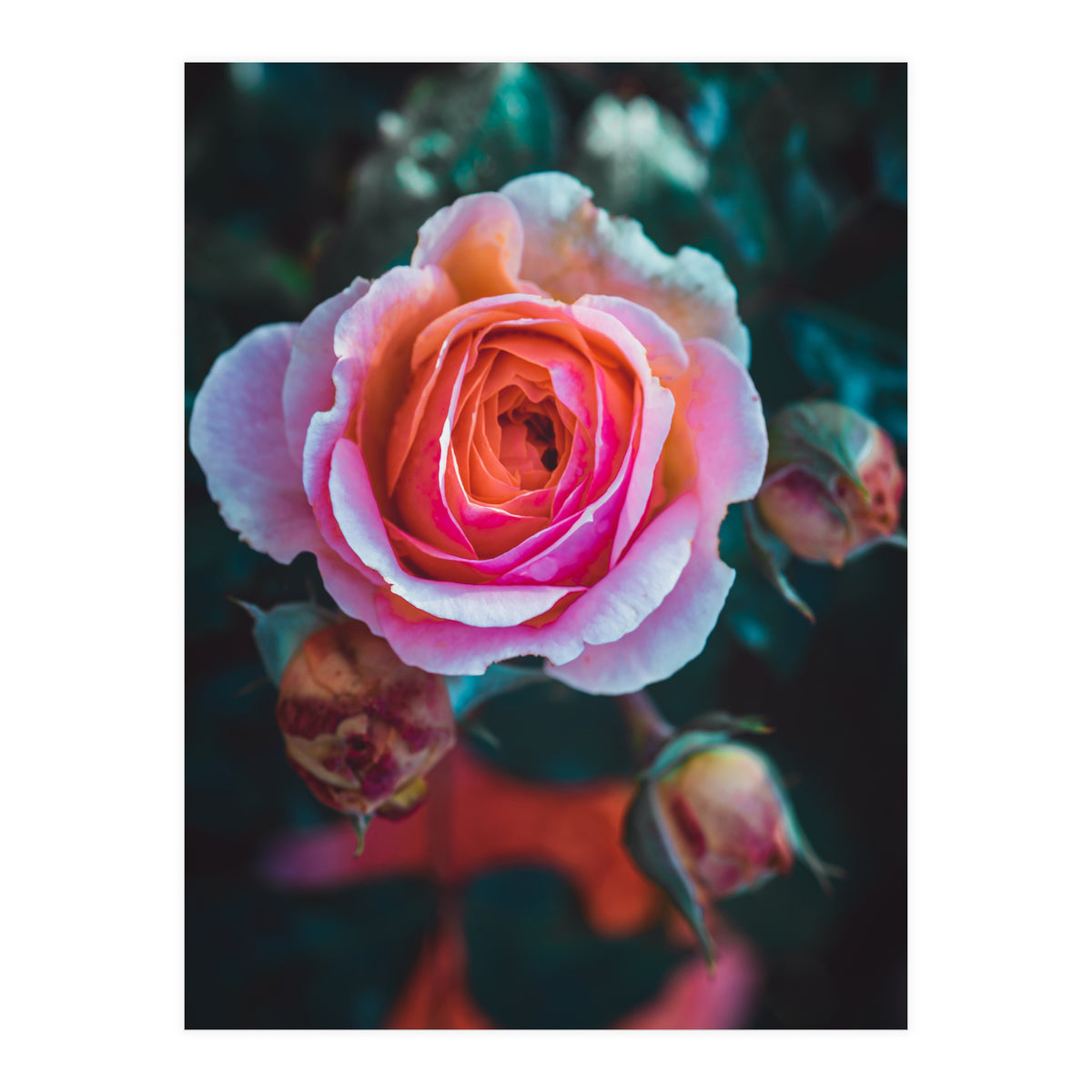 delicate rose (Print Only)