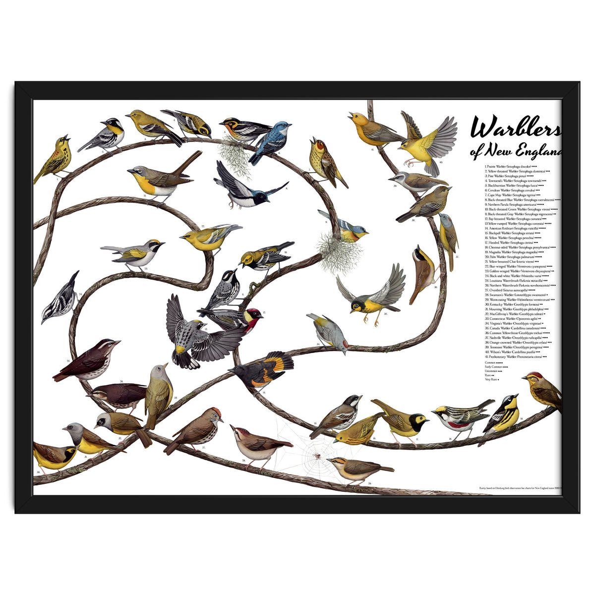 Warblers of New England