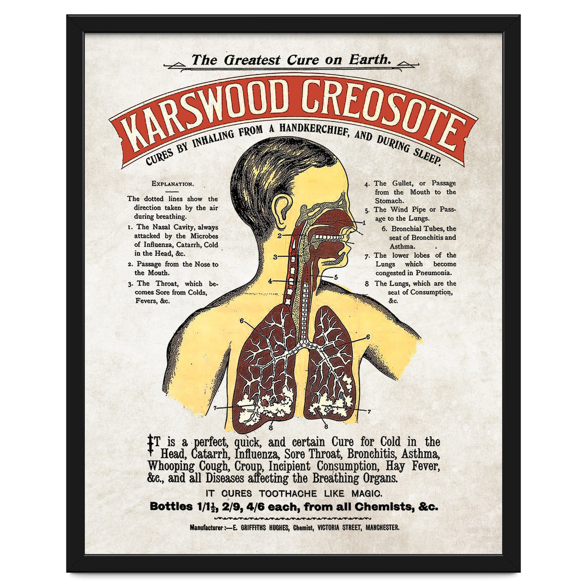 anatomy digestive system poster