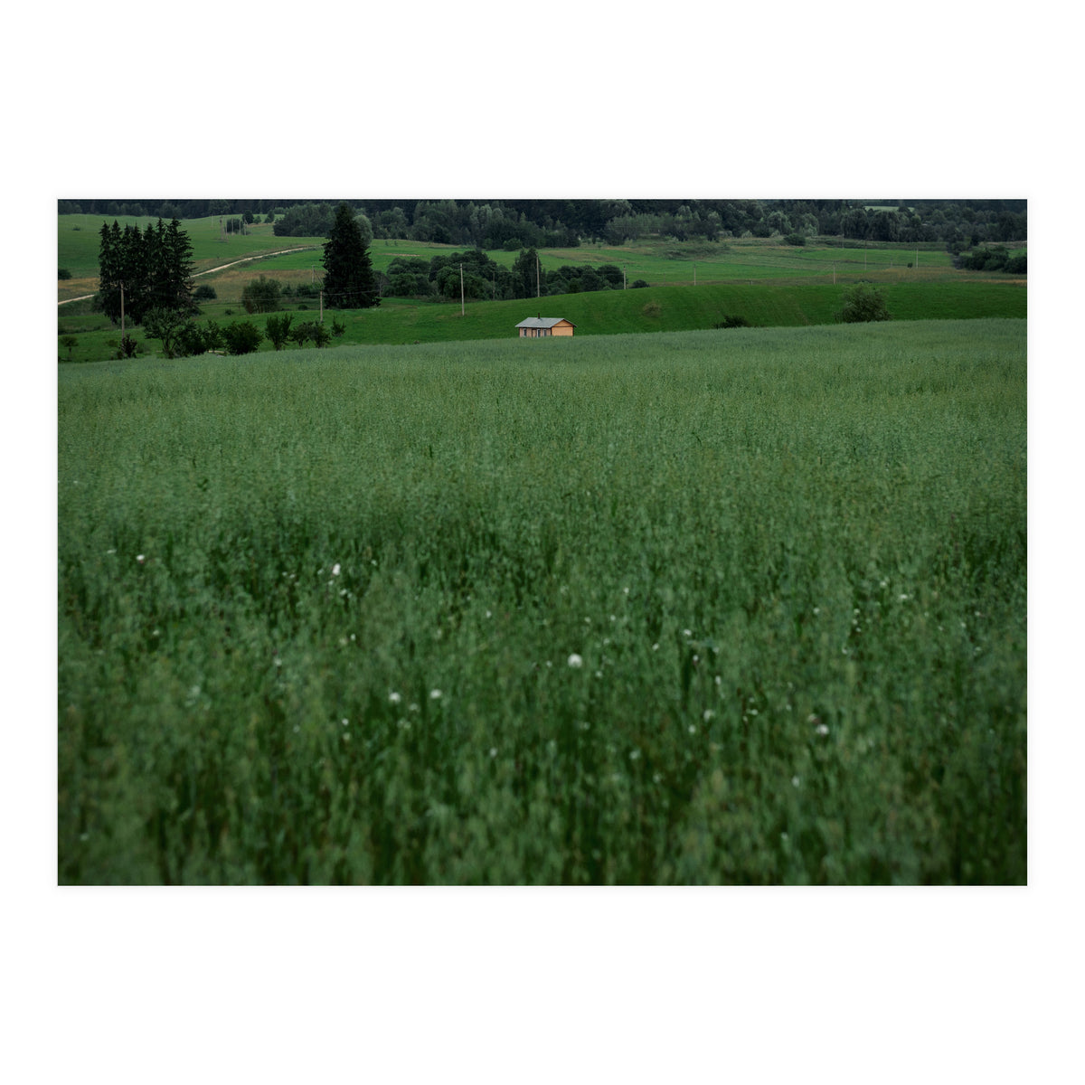 Green House (Print Only)