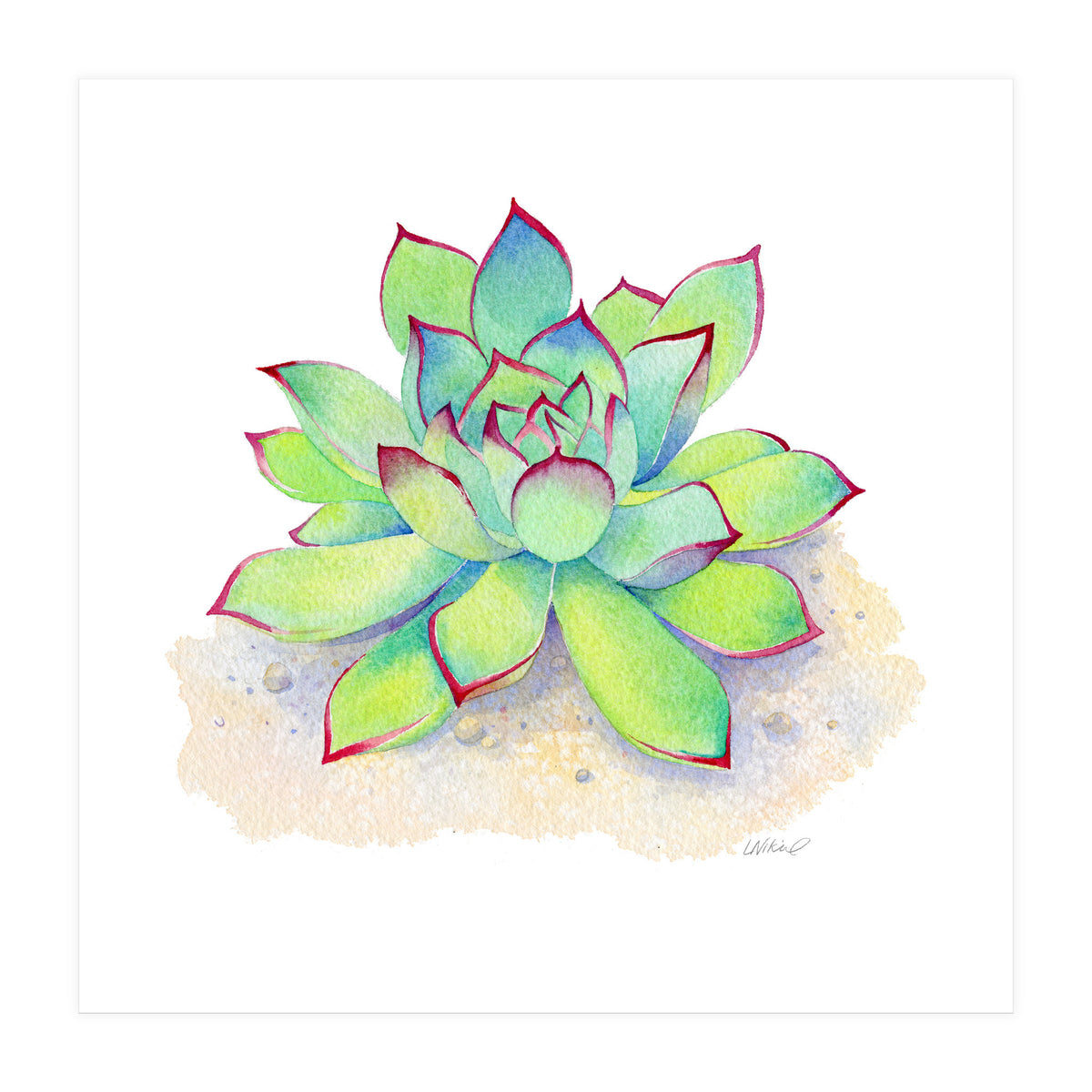 Pink Tip Succulent (Print Only)