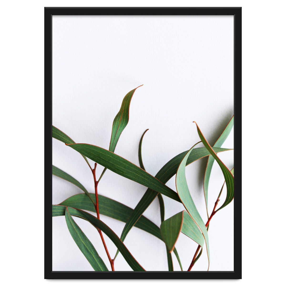 Green Eucalyptus leaves