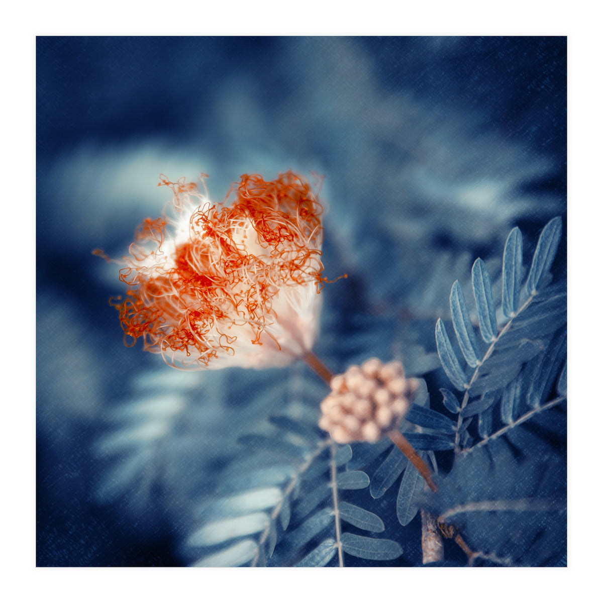 Acacia Flower (Print Only)