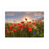 Poppies Light (Print Only) thumbnail