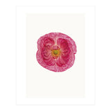 Cc Poppy 01 (Print Only) thumbnail