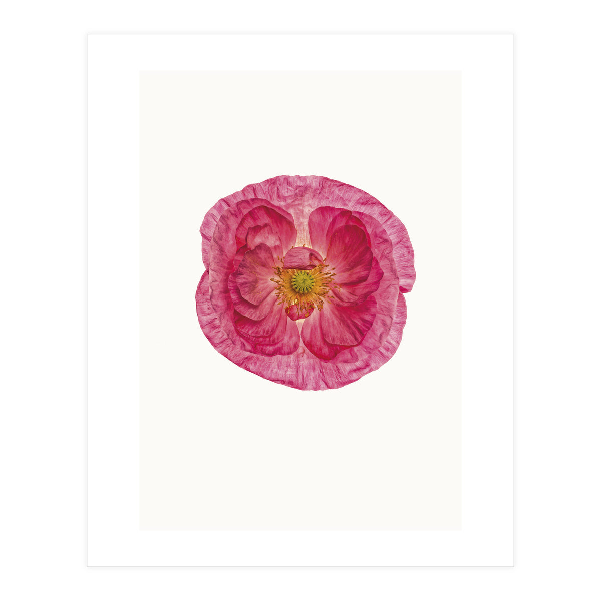 Cc Poppy 01 (Print Only)