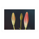 Triplets (Print Only) thumbnail