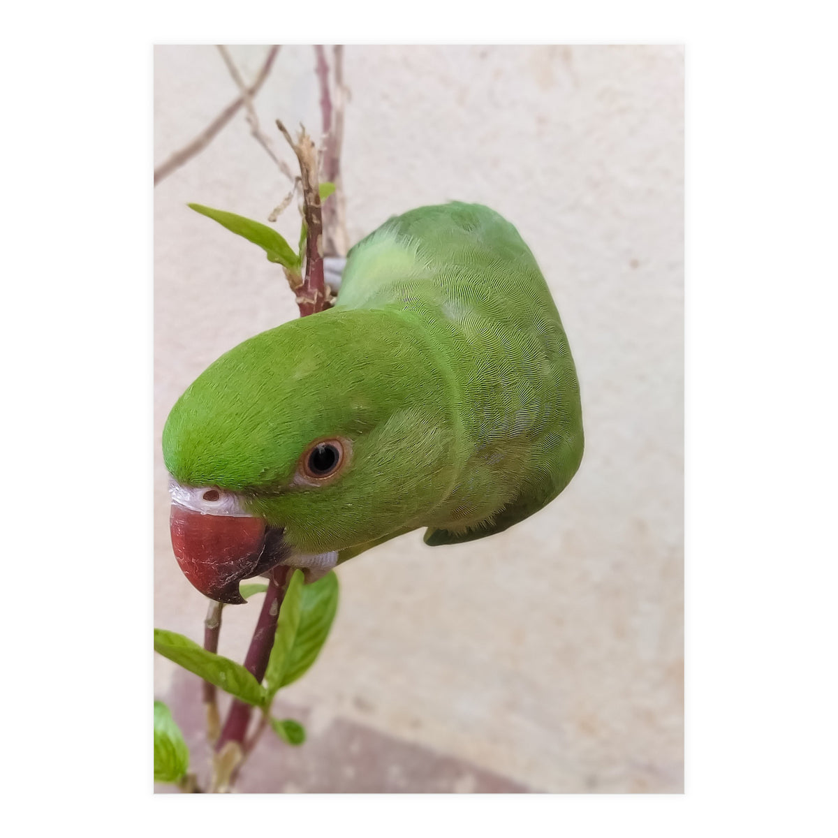 Cute Parrot (Print Only)