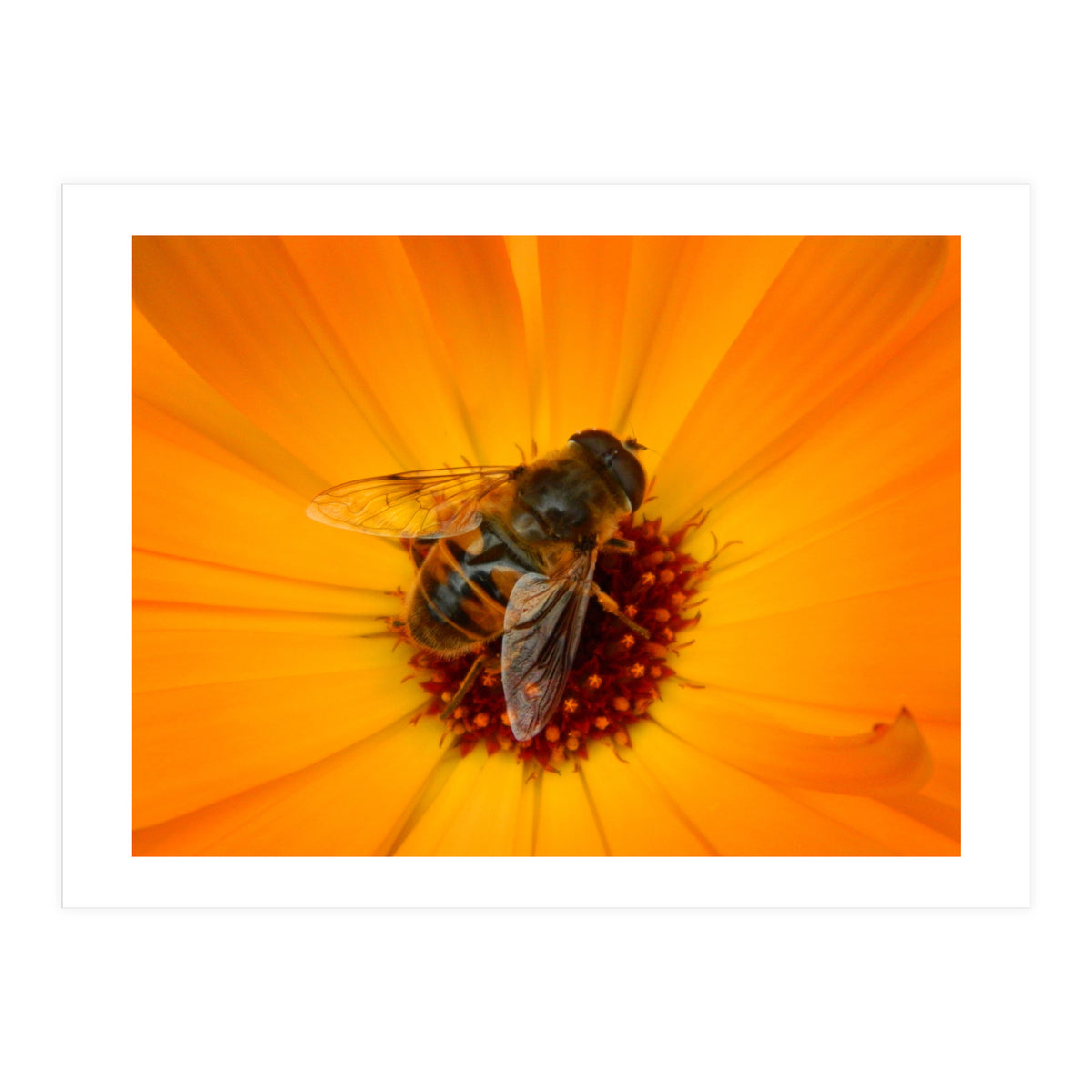 Bee Kinder (Print Only)