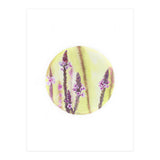 Circular Verbena (Print Only) thumbnail
