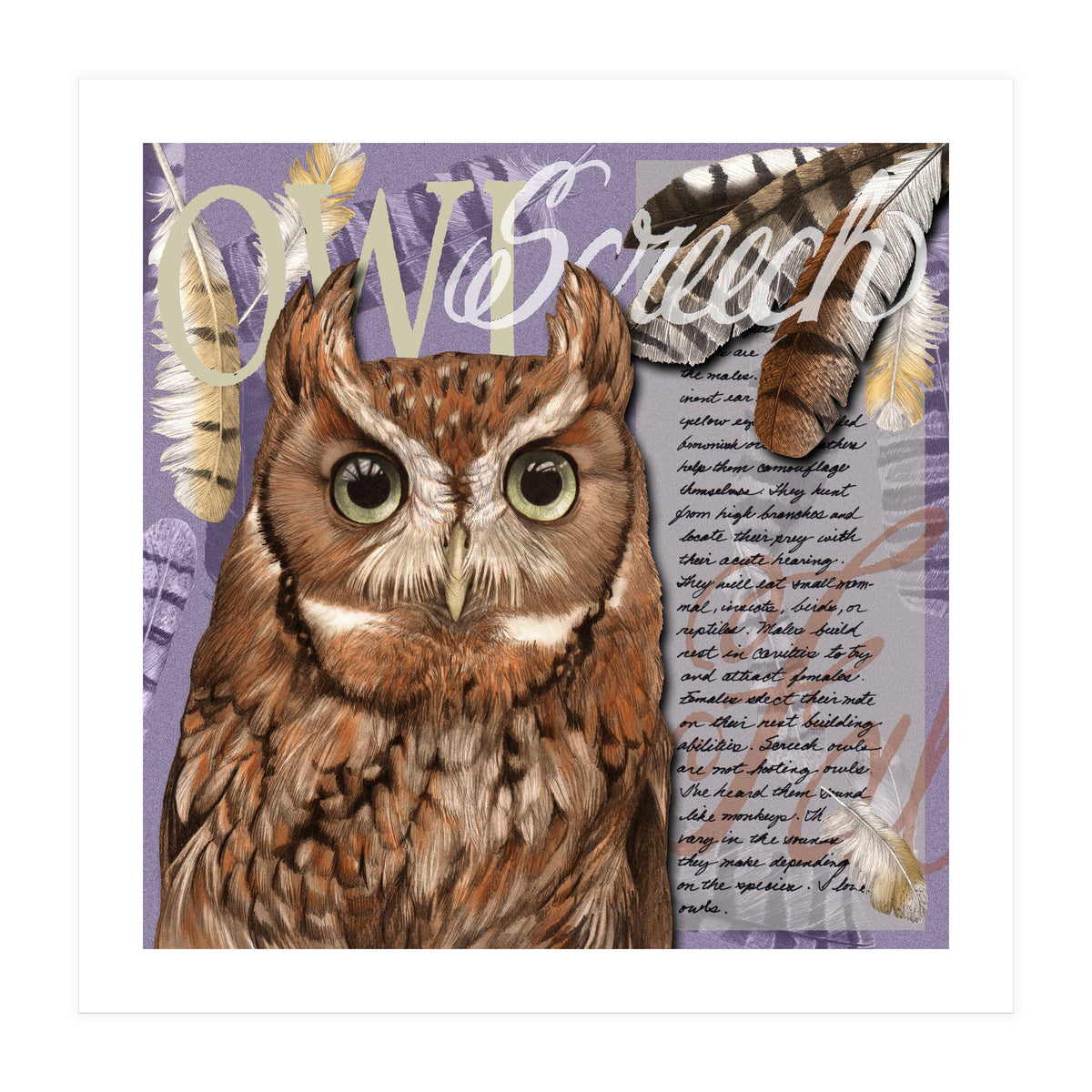 Screech Owl (Print Only)