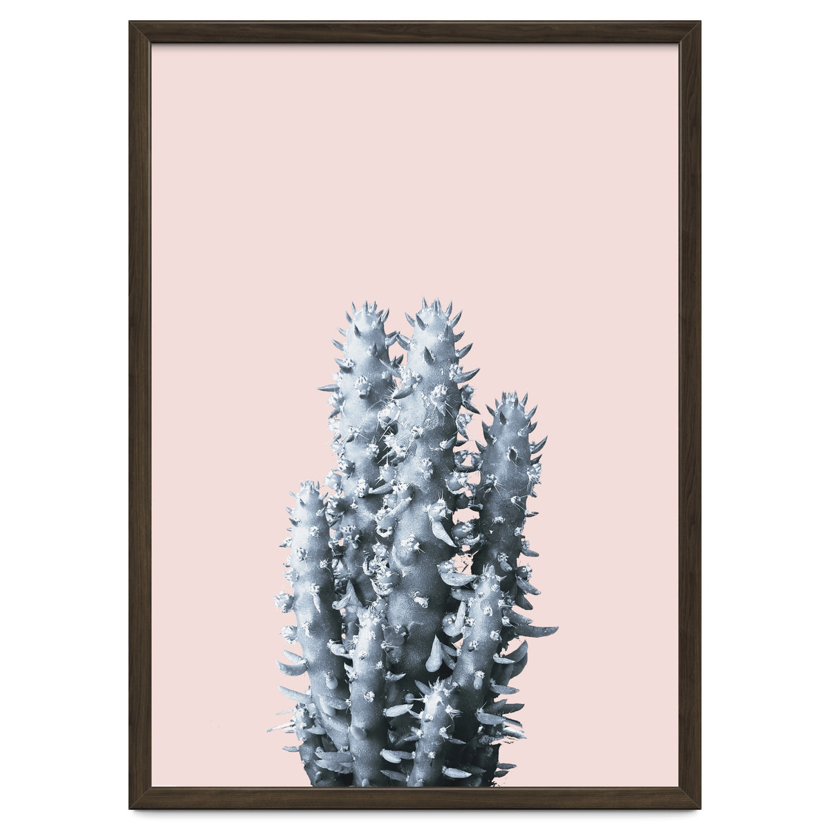 Cactus collection BL-III