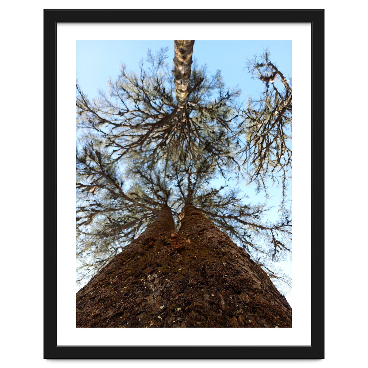 Ataraxia - Tree Series 2