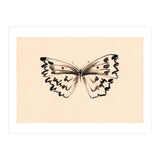 Butterfly (Print Only) thumbnail