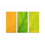 Autumn Leaves (Print Only) thumbnail