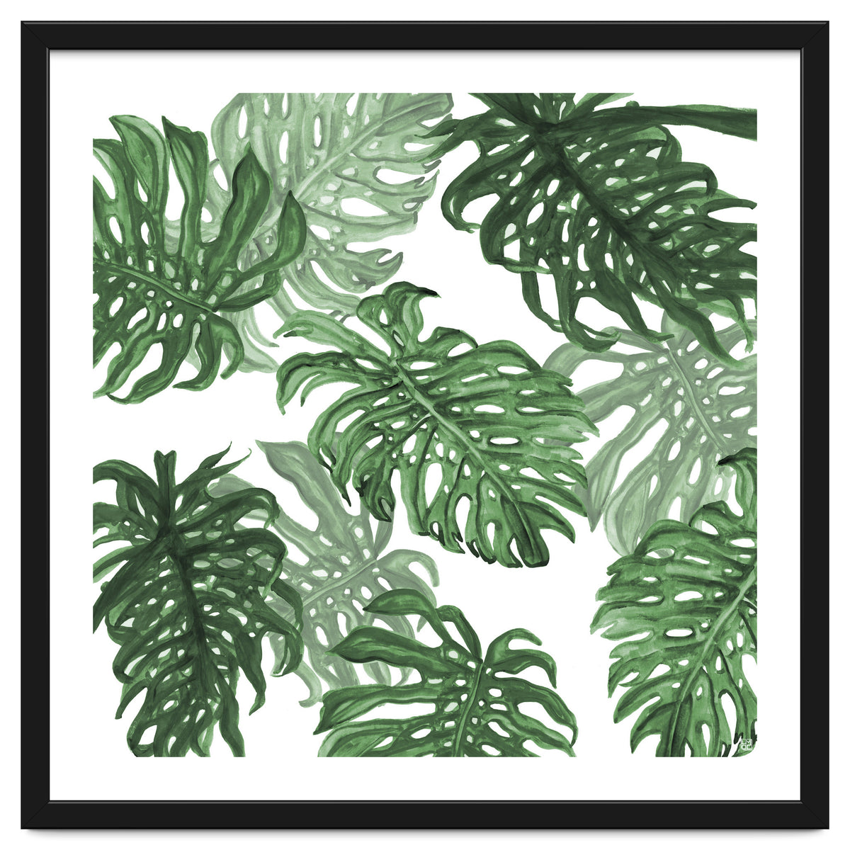 Monstera Deliciosa