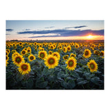 Sunflowersfield (Print Only) thumbnail