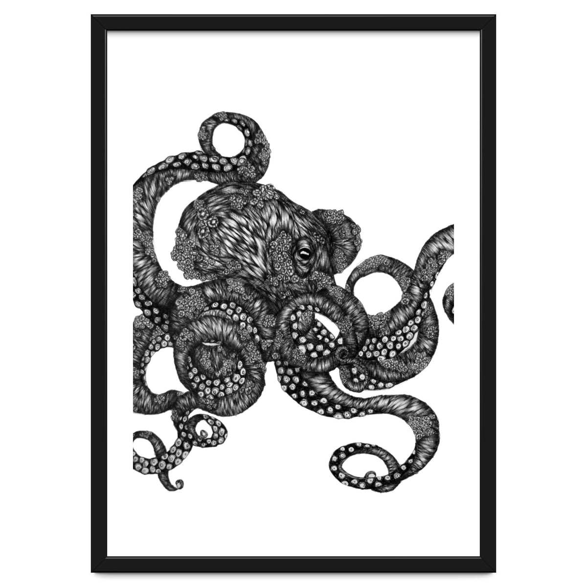 Barnacle Octopus
