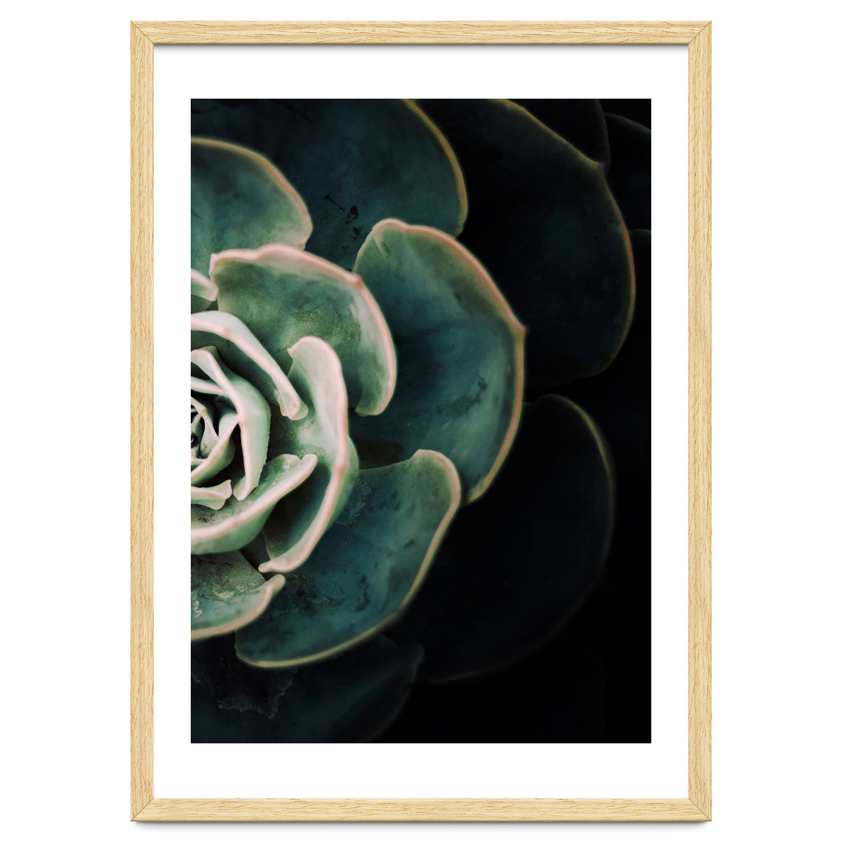 Darkside Of Succulents 4-B