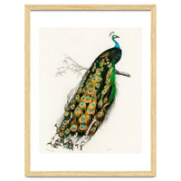 Indian peafowl illustrated