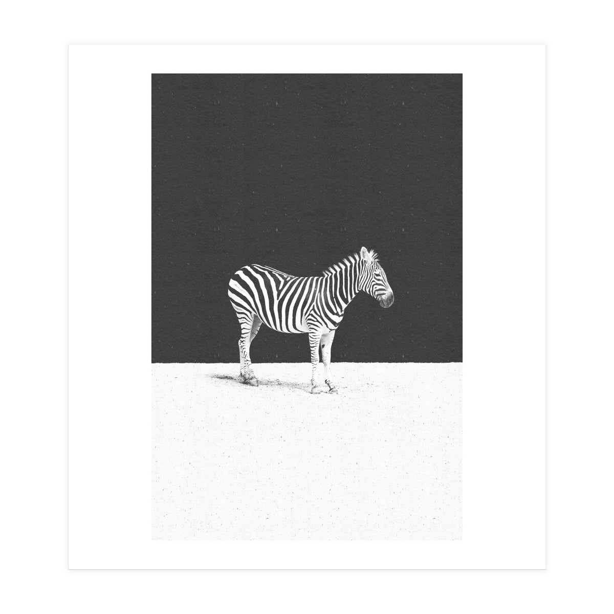 CAMOUFLAGE (Print Only)