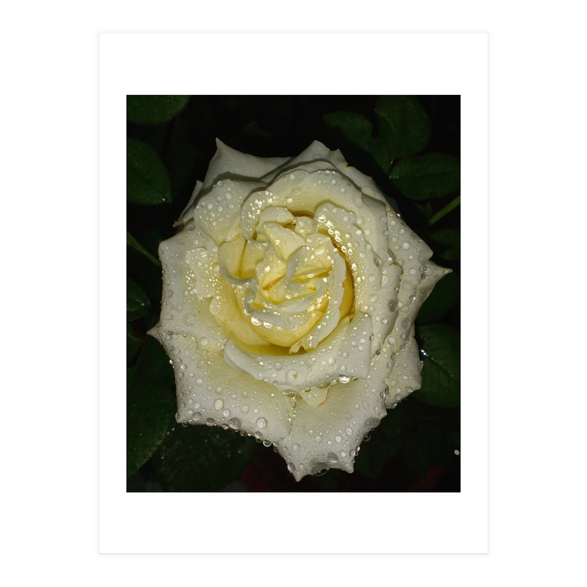 Floribunda Rose (Print Only)