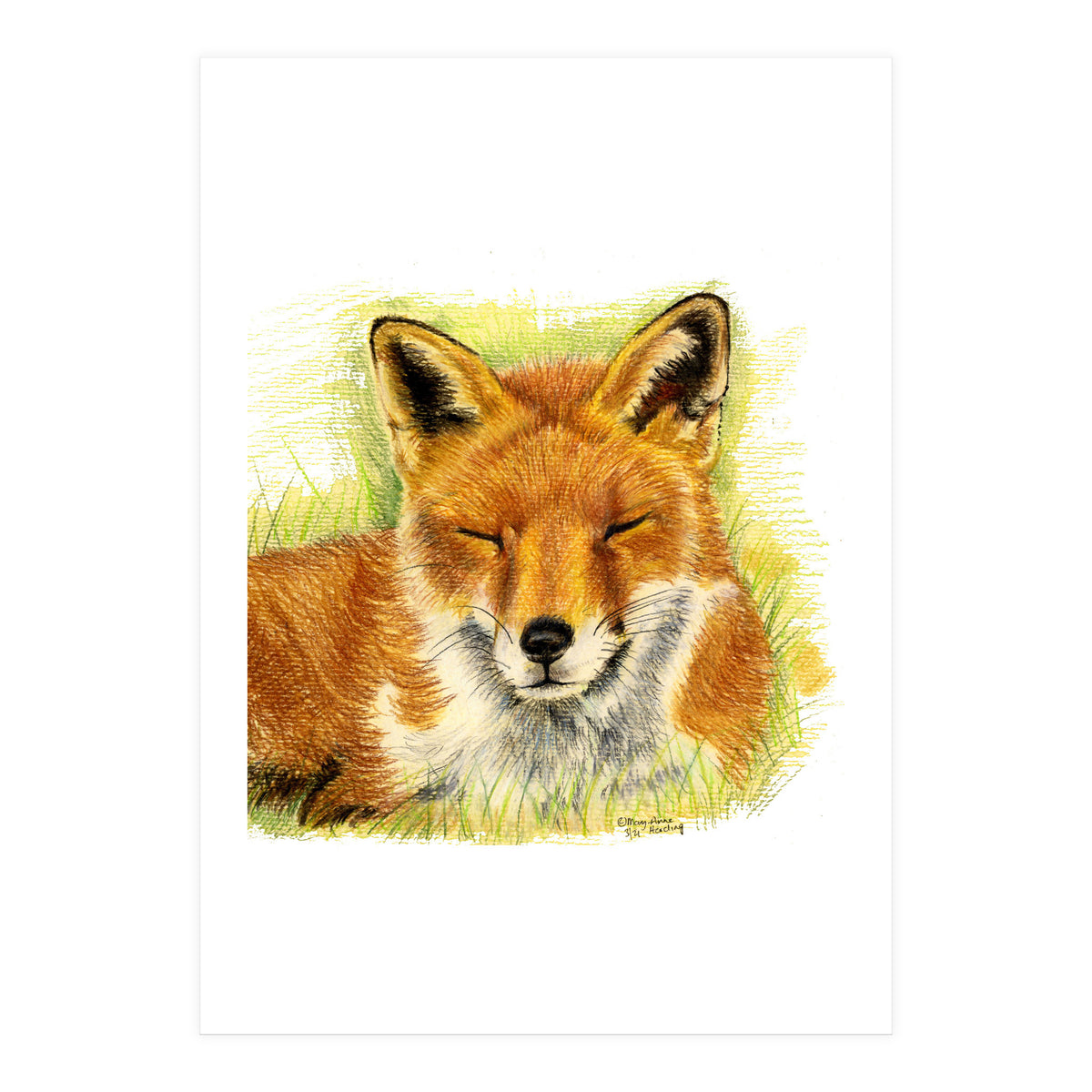 Red Fox Sleeping  (Print Only)