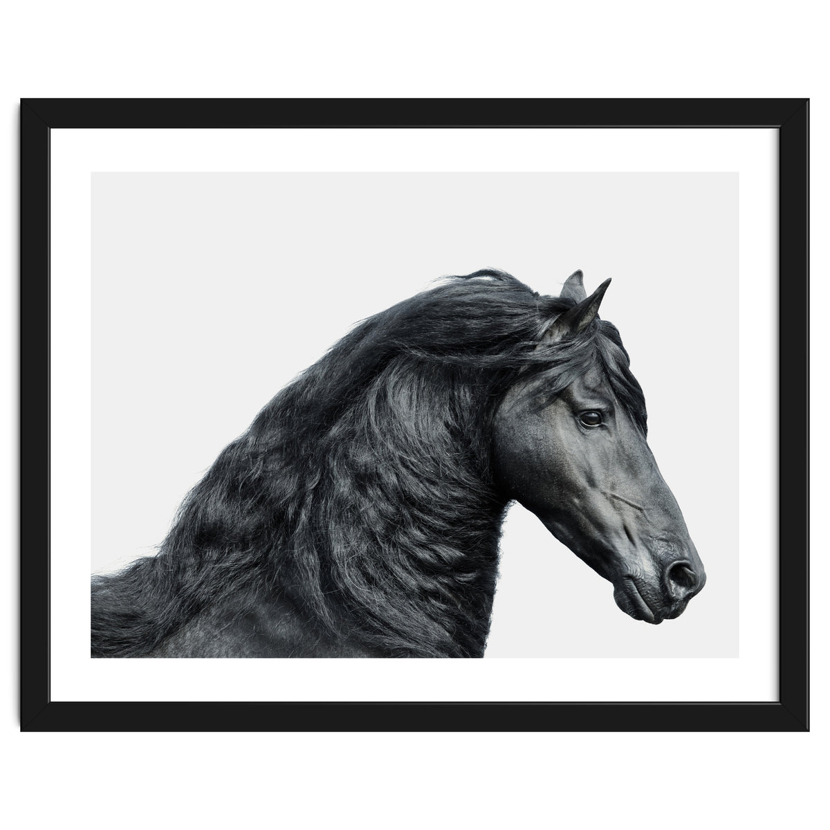 Friesian Horse