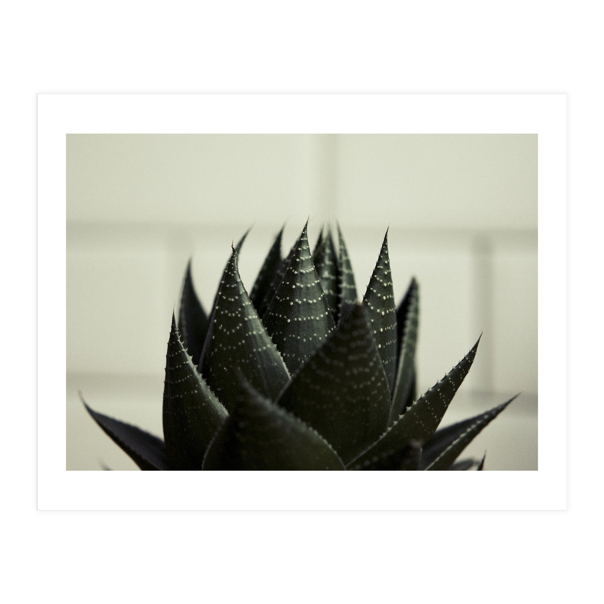 Succulent (Print Only)