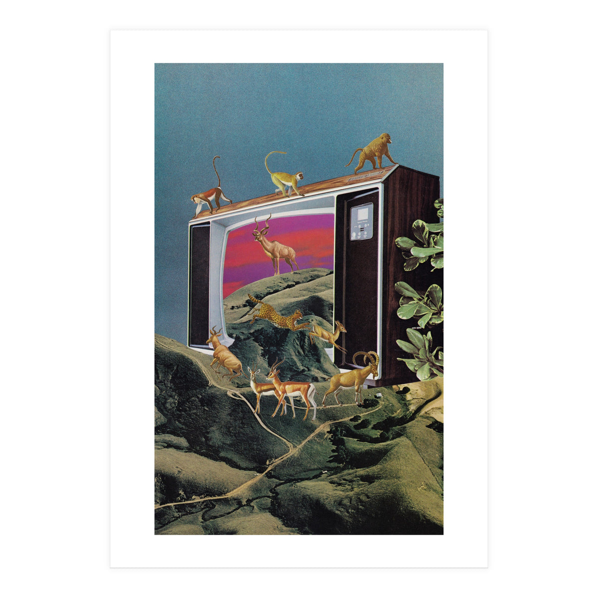 Animal Channel (Print Only)