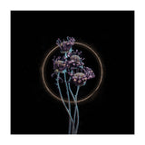 Candy-Coloured Mystery (Print Only) thumbnail