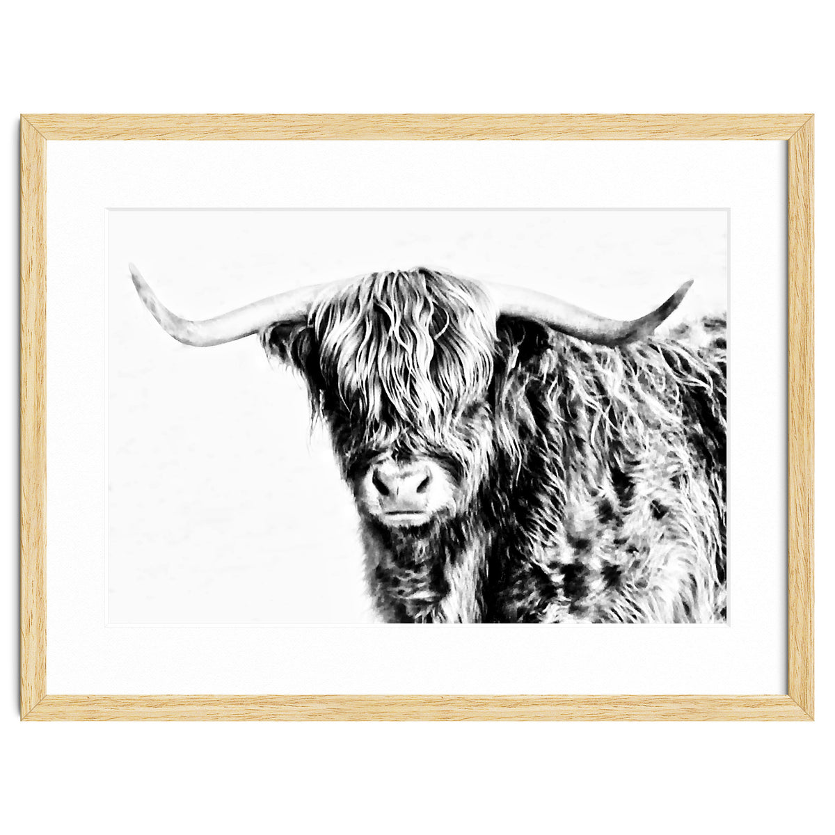 Highland bull