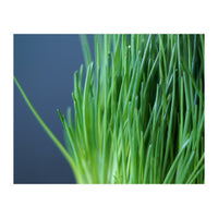 Chives (Print Only)