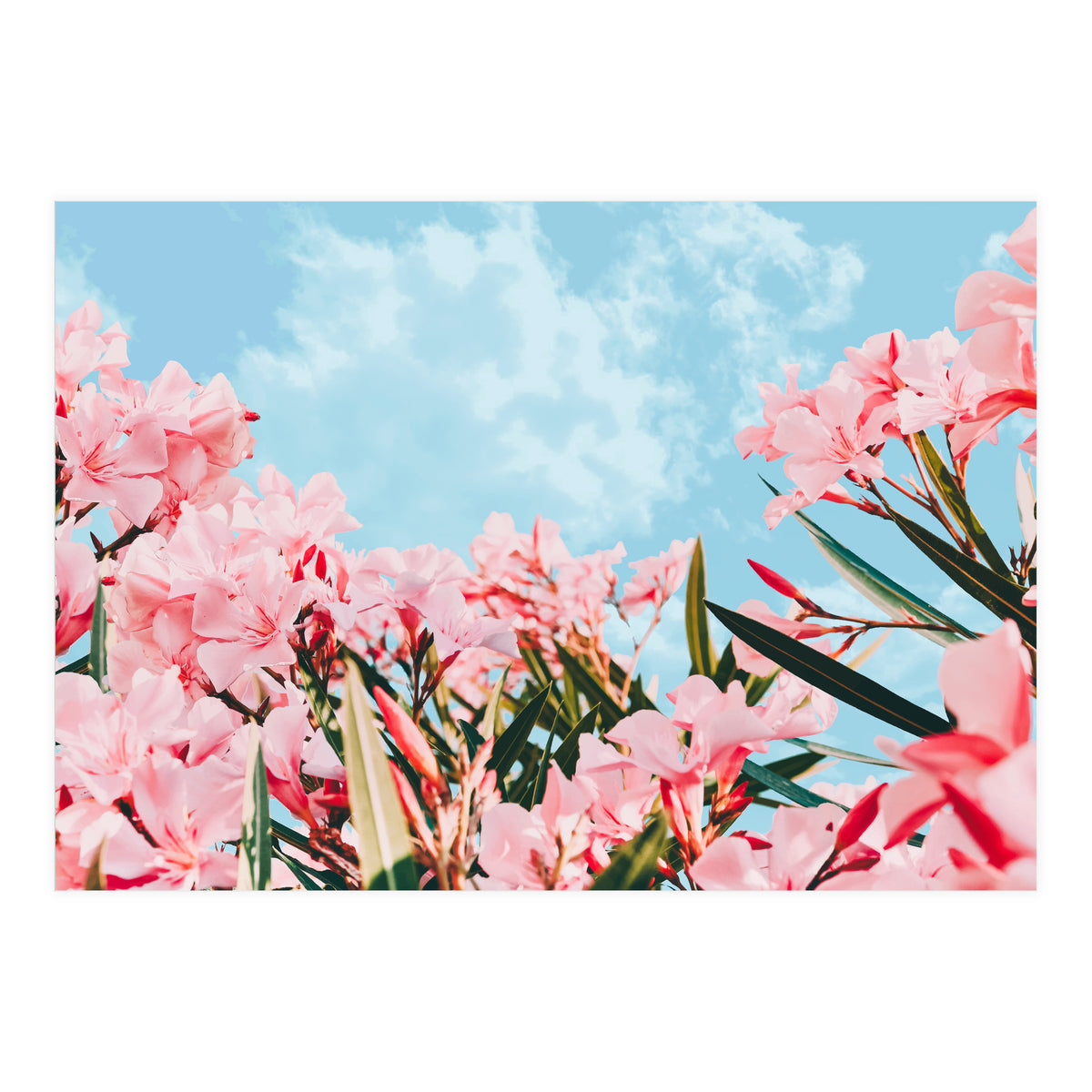 Blush Blossom II (Print Only)