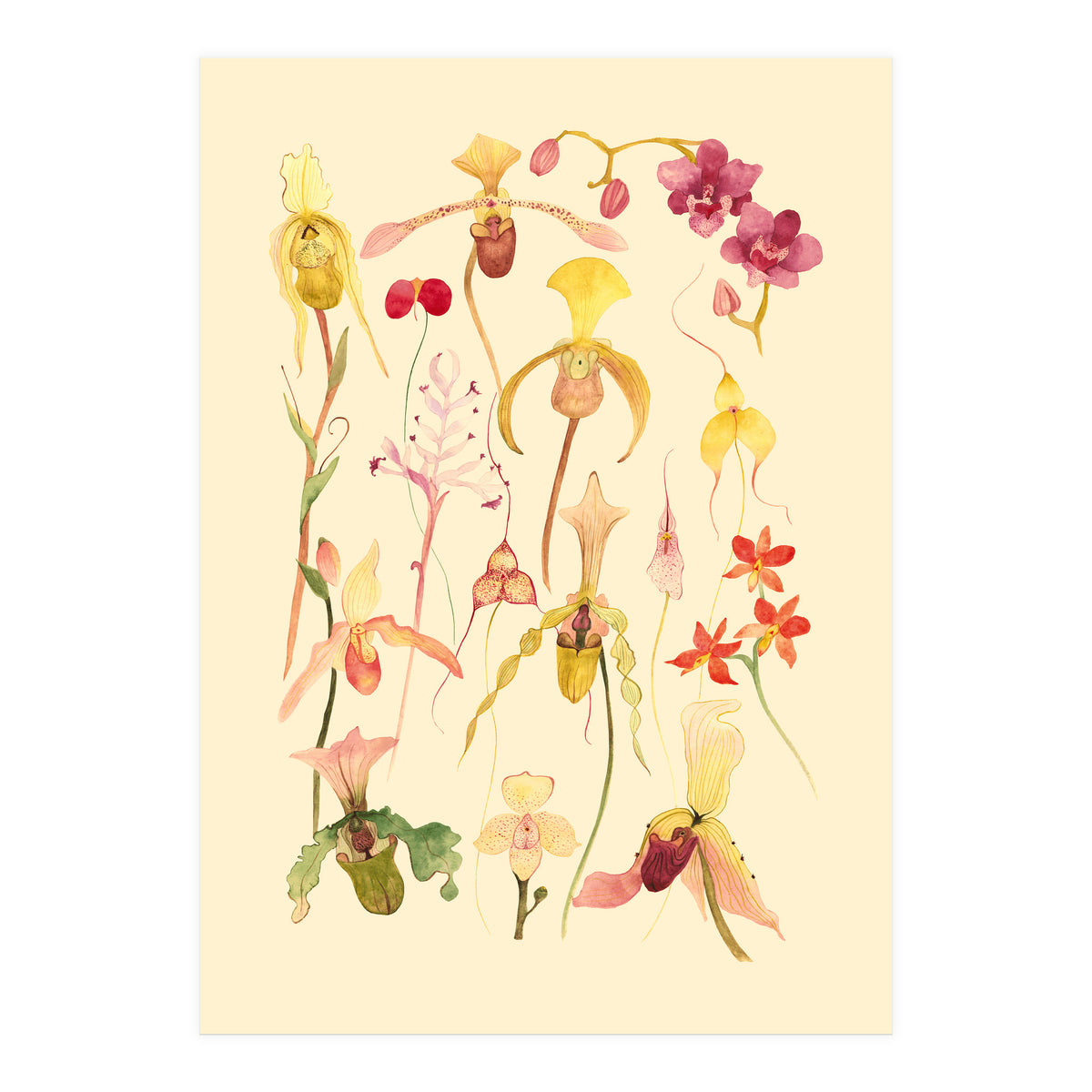 Orchids #3 (Print Only)