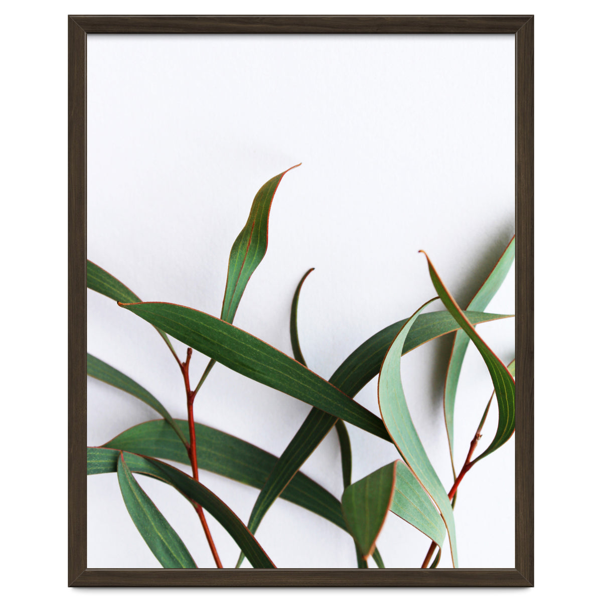 Green Eucalyptus leaves