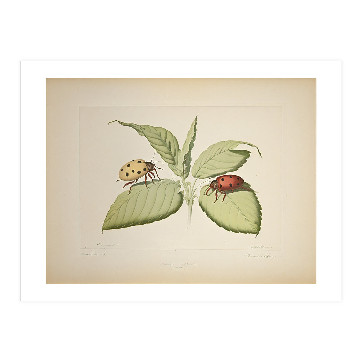 Vintage Ladybirds Illustration (Print Only)