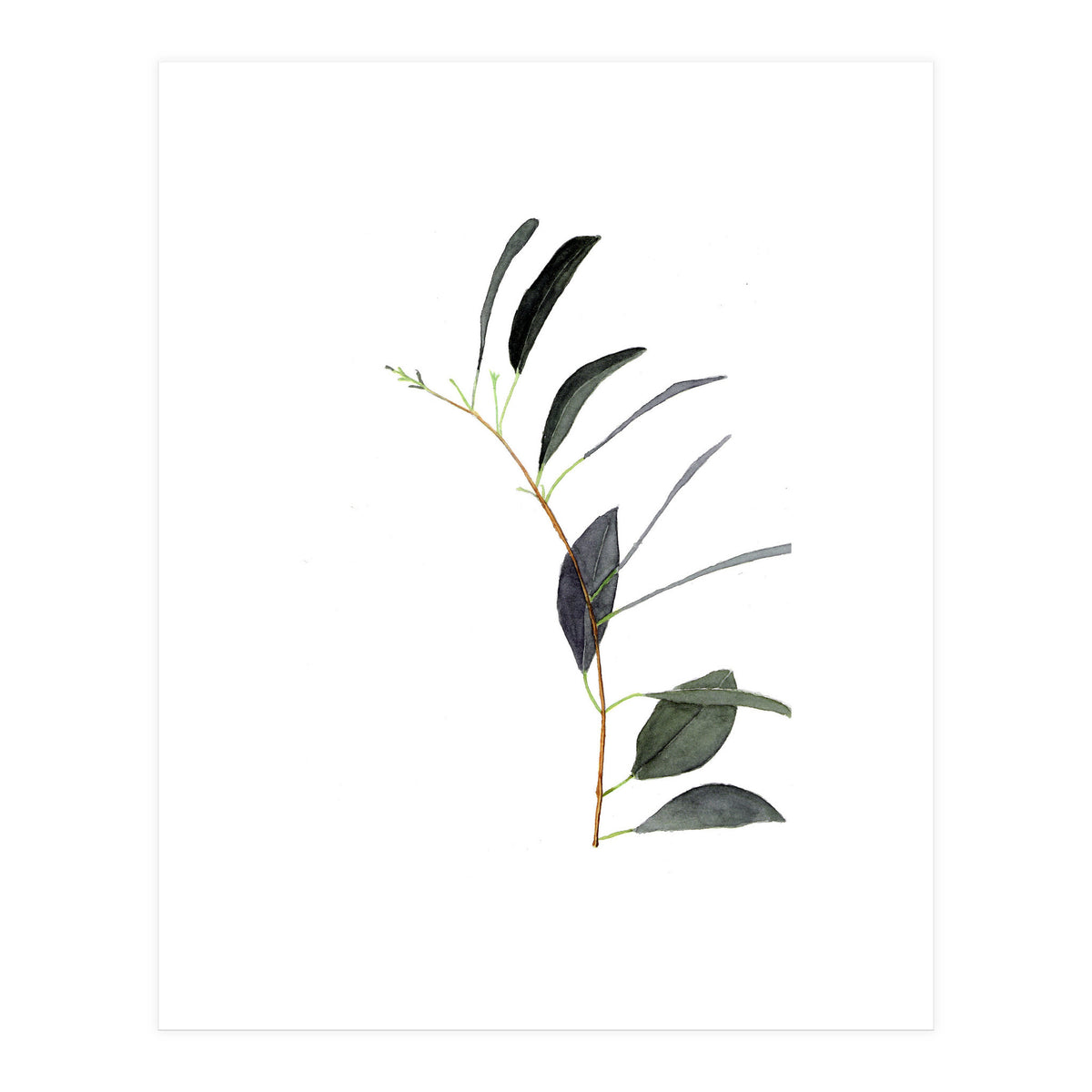 Untitled #14 - Eucalyptus (Print Only)