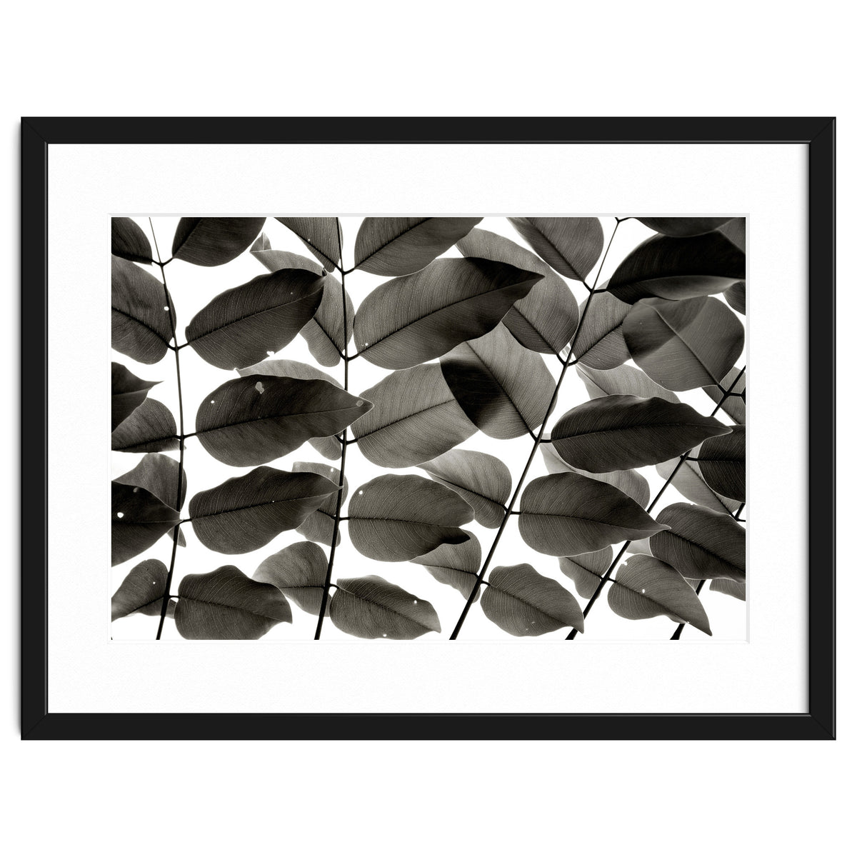 Branches and Leaves I