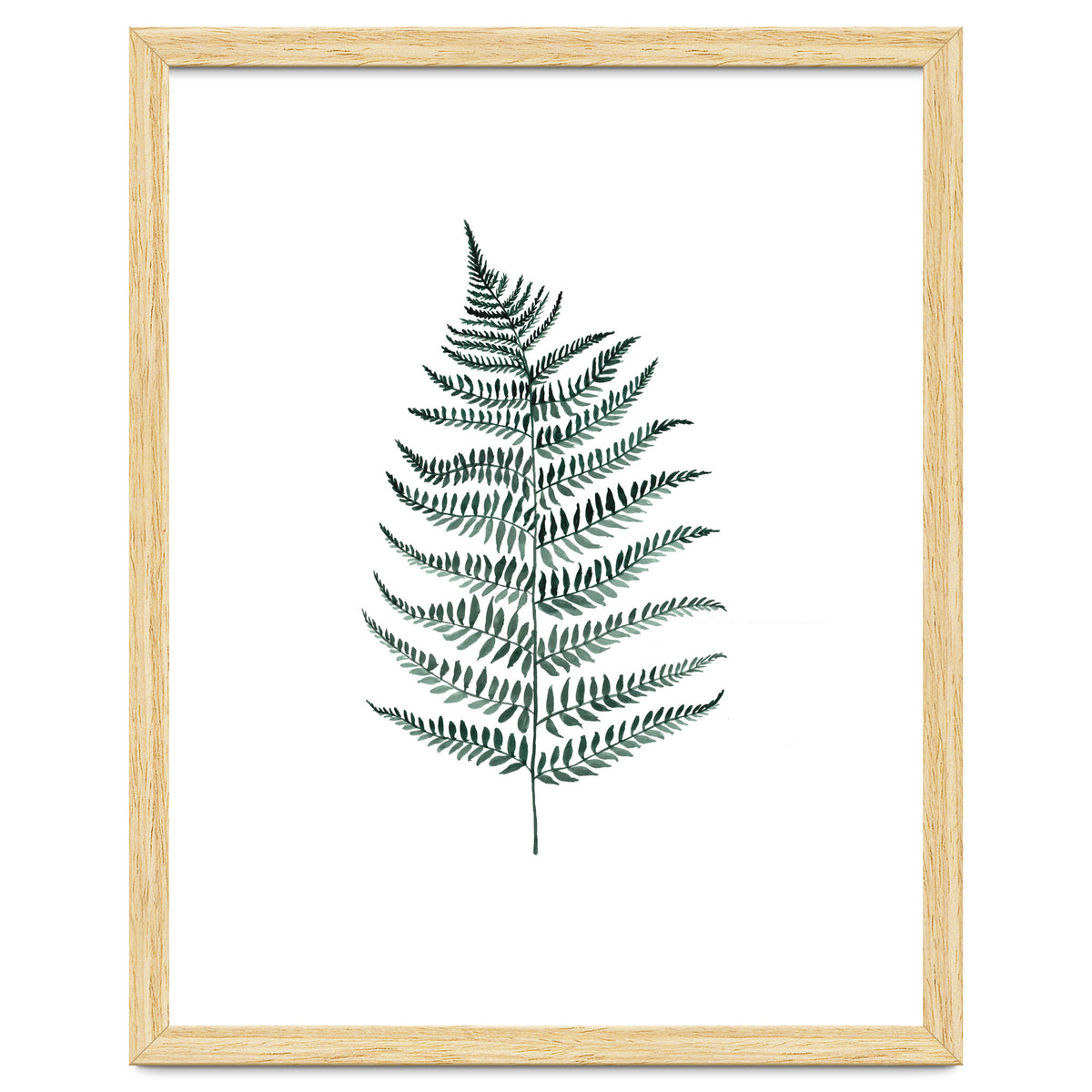 Botanical Illustration Silverfern