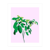 Ficus on Pink Background (Print Only) thumbnail
