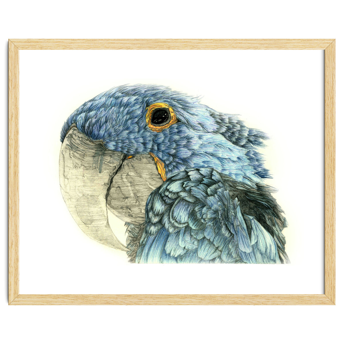Blue Parrot