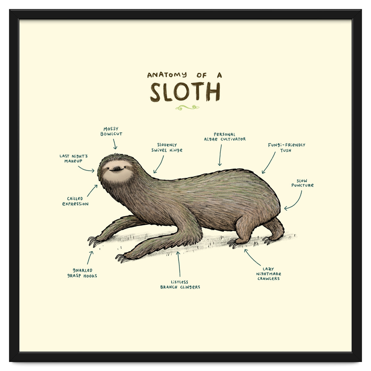 Anatomy Of A Sloth