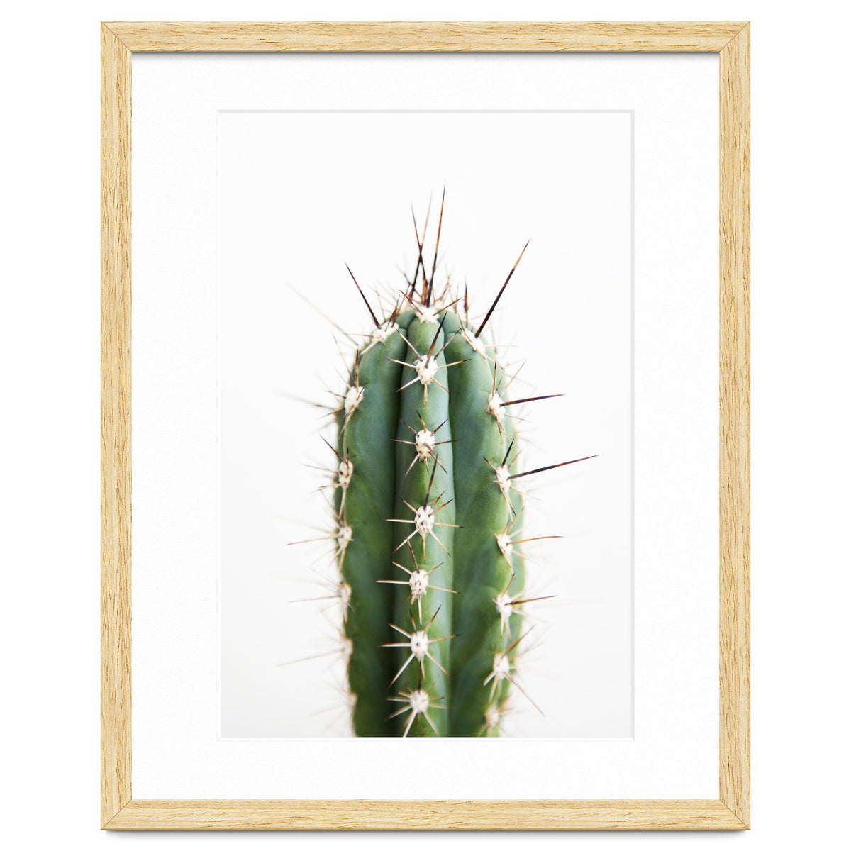 Cacti