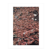 Counting Walrus (Print Only)