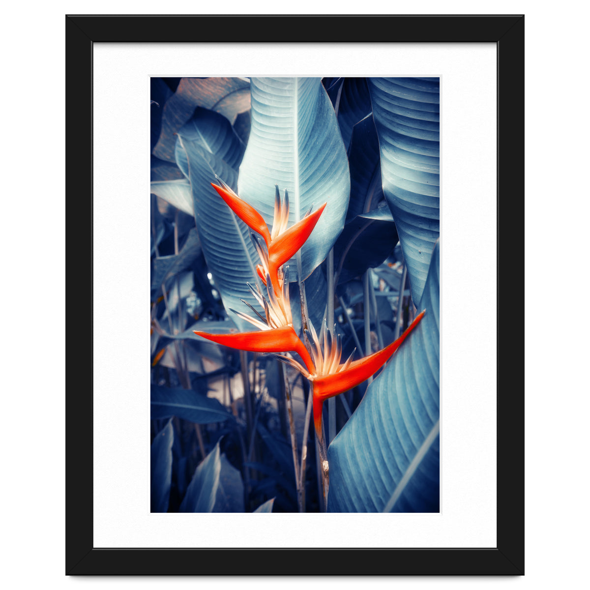 Parakeet Tropical Flower