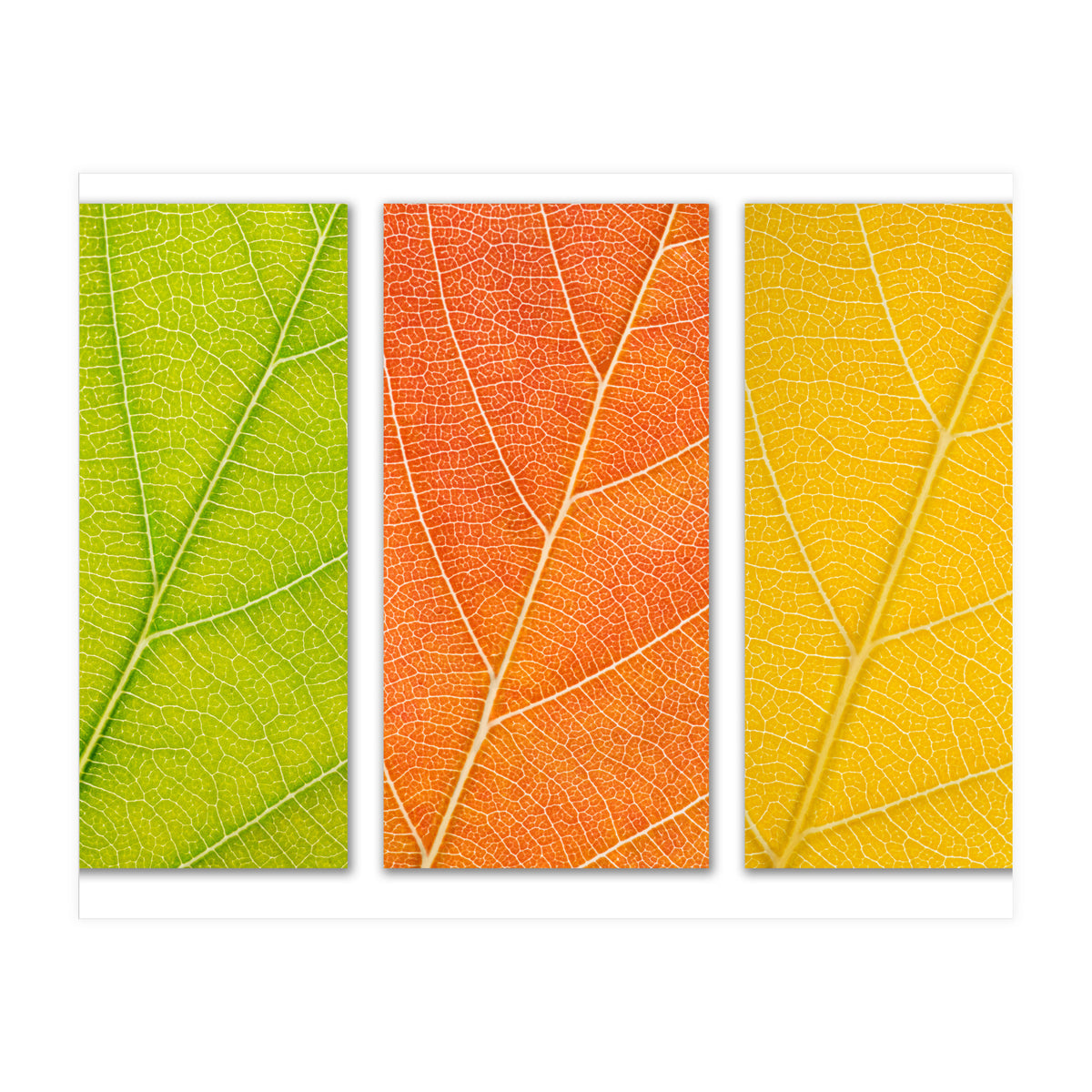 Autumn Leaves (Print Only)