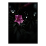 Pinky Flora (Print Only) thumbnail