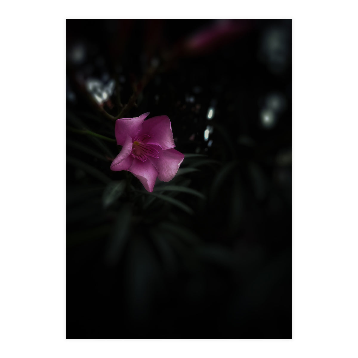 Pinky Flora (Print Only)